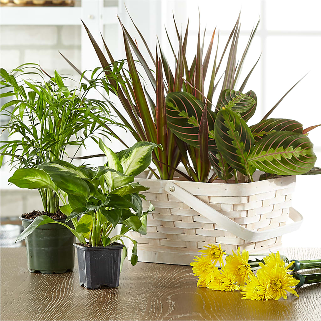 Florist Designed Blooming and Green Plants in a Basket – Rimmon Heights Florist, Manchester NH