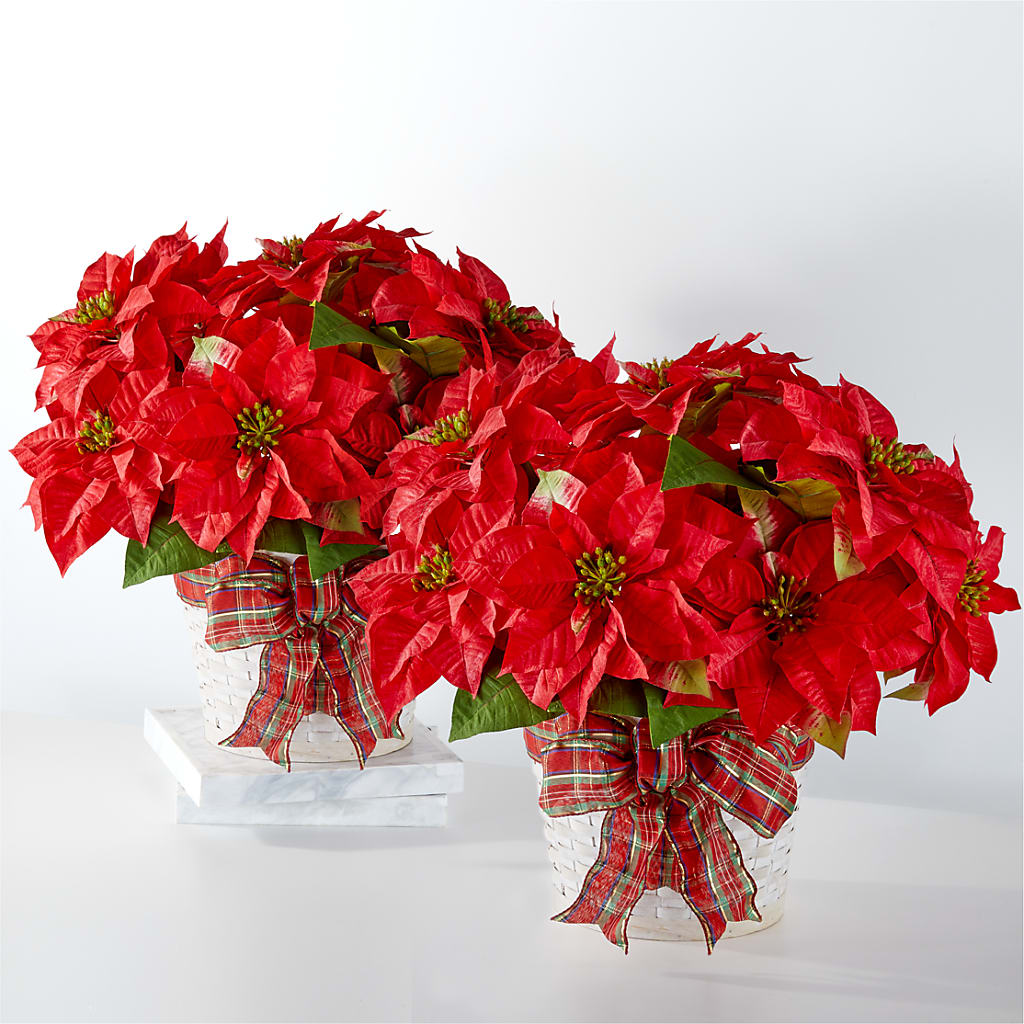 Happiest Holidays Poinsettia Bundle – Rimmon Heights Florist, Manchester NH