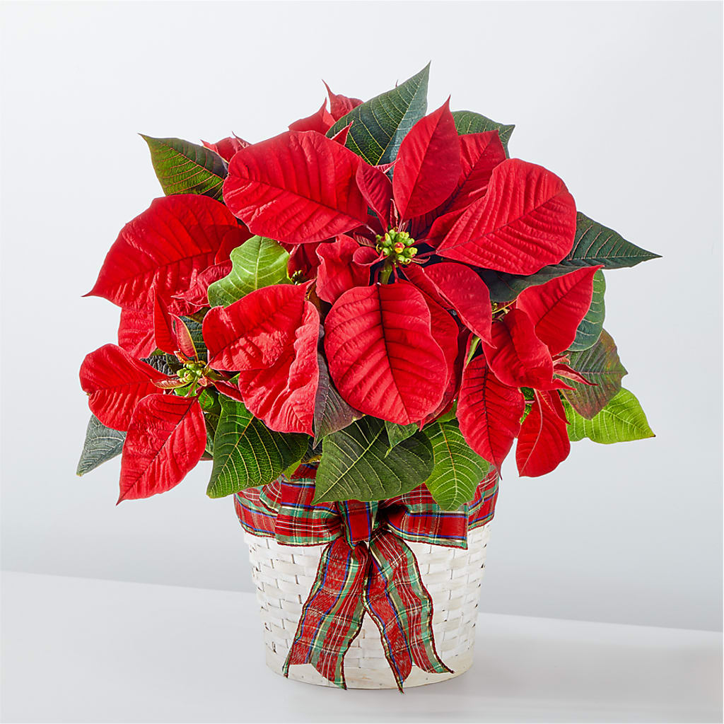 Happiest Holidays Poinsettia – Rimmon Heights Florist, Manchester NH