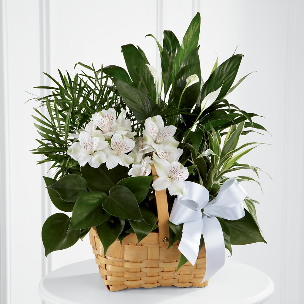 Peace & Serenity Dishgarden – Rimmon Heights Florist, Manchester NH