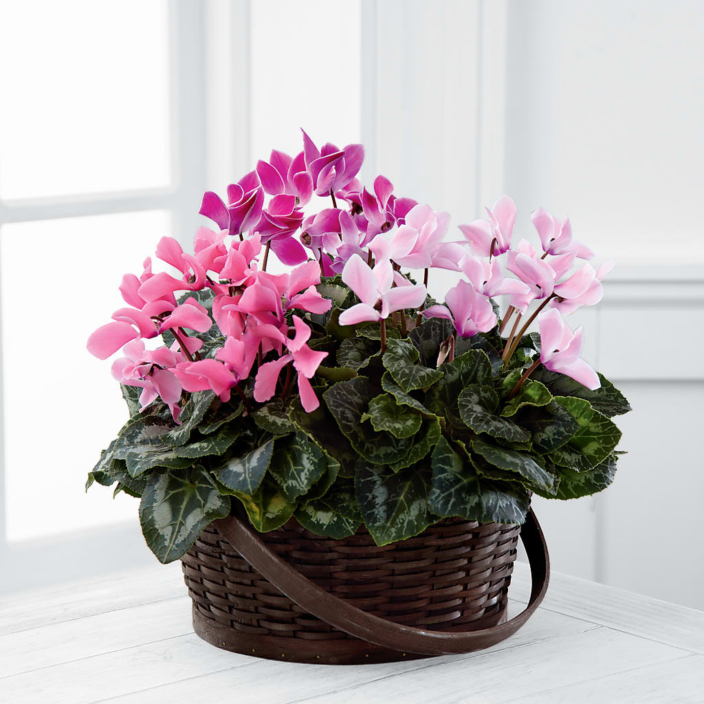 Mixed Cyclamen Planter – Rimmon Heights Florist, Manchester NH