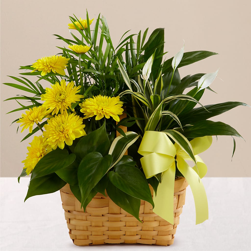 Loving Light Dishgarden – Rimmon Heights Florist, Manchester NH