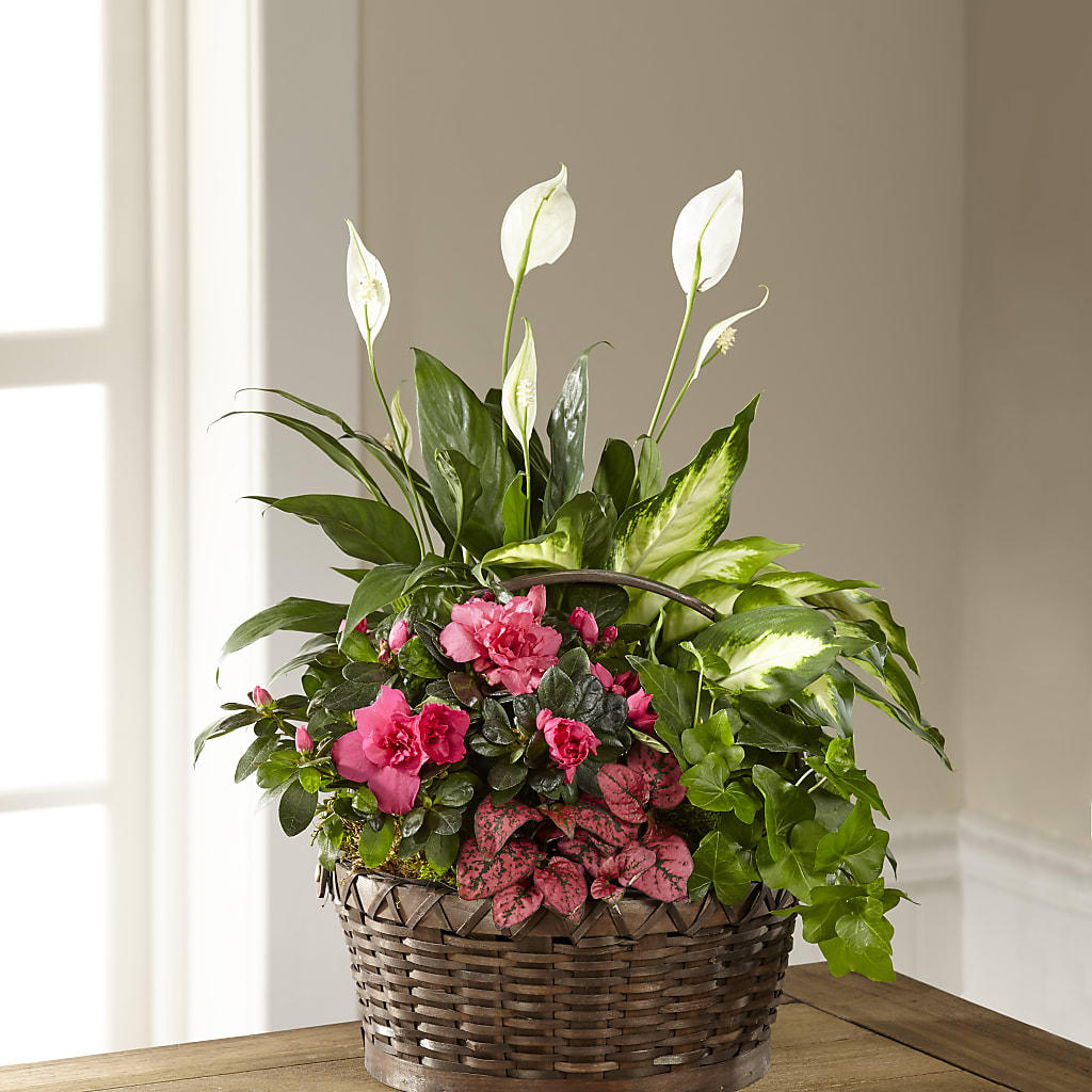 Dream in Pink Dishgarden – Rimmon Heights Florist, Manchester NH