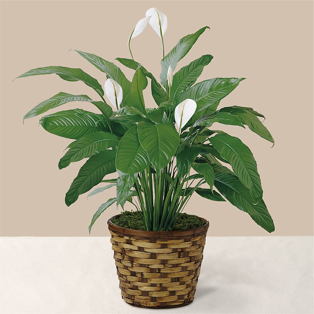 Tranquil Moments Peace Lily Plant – Rimmon Heights Florist, Manchester NH