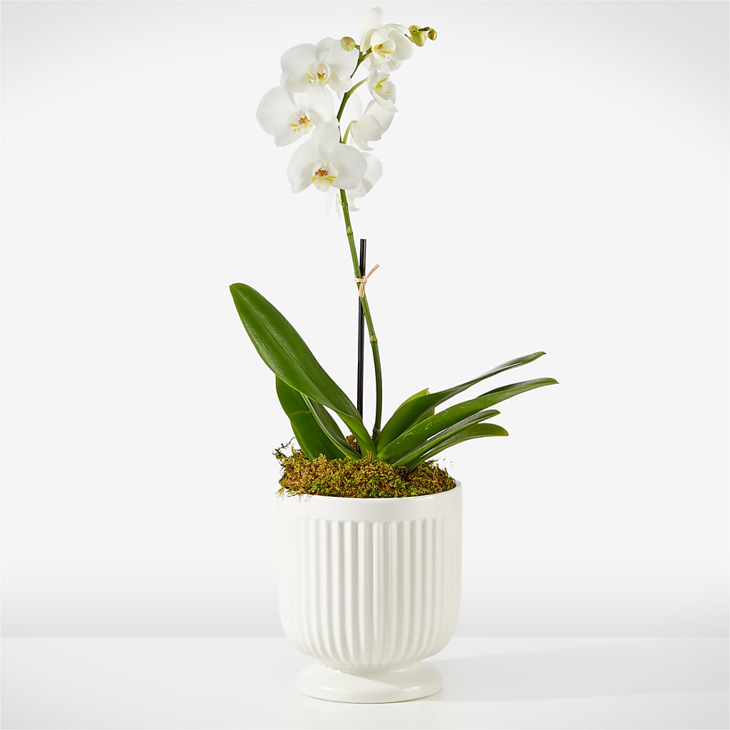 Whispering White Orchid – Rimmon Heights Florist, Manchester NH