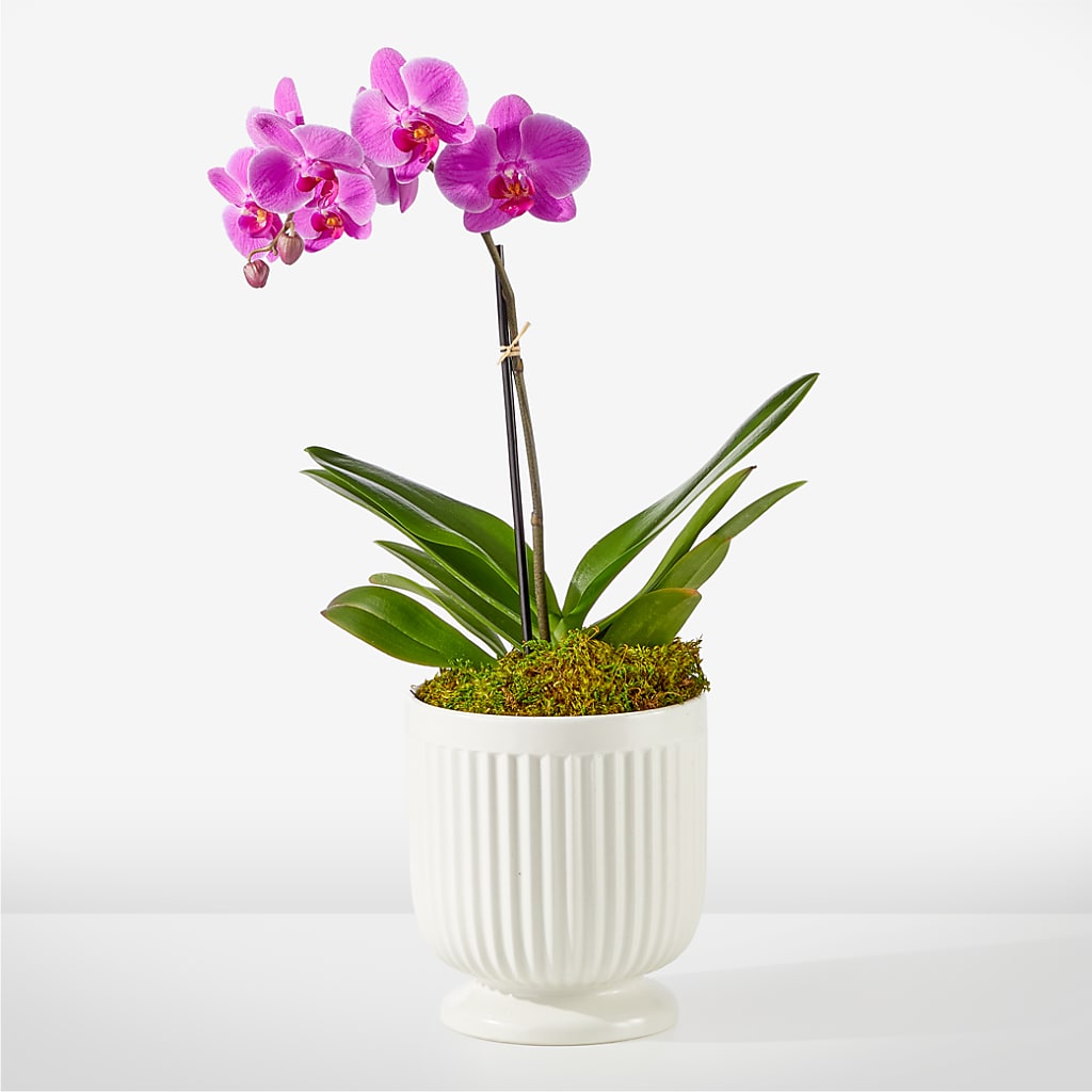 Friendly Fuchsia Orchid – Rimmon Heights Florist, Manchester NH