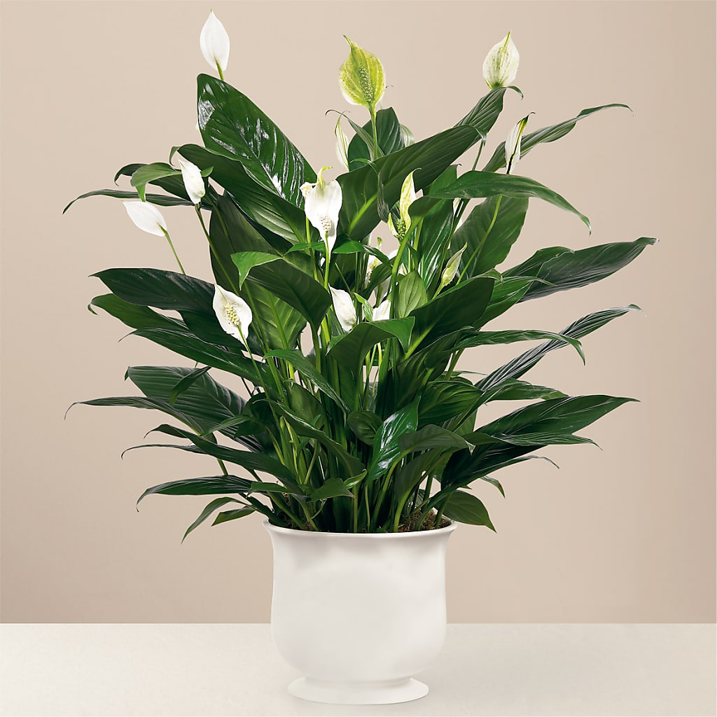 Comfort Planter – Rimmon Heights Florist, Manchester NH
