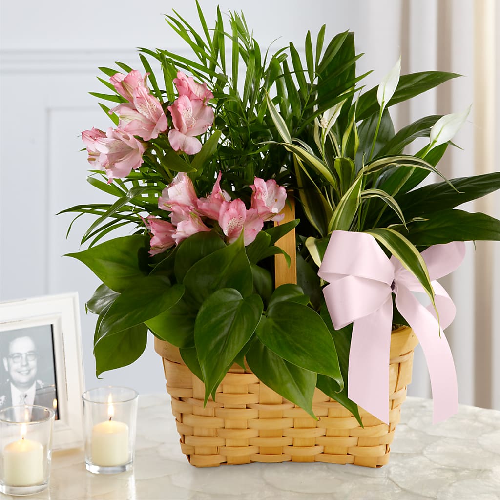 Living Spirit Dishgarden – Rimmon Heights Florist, Manchester NH