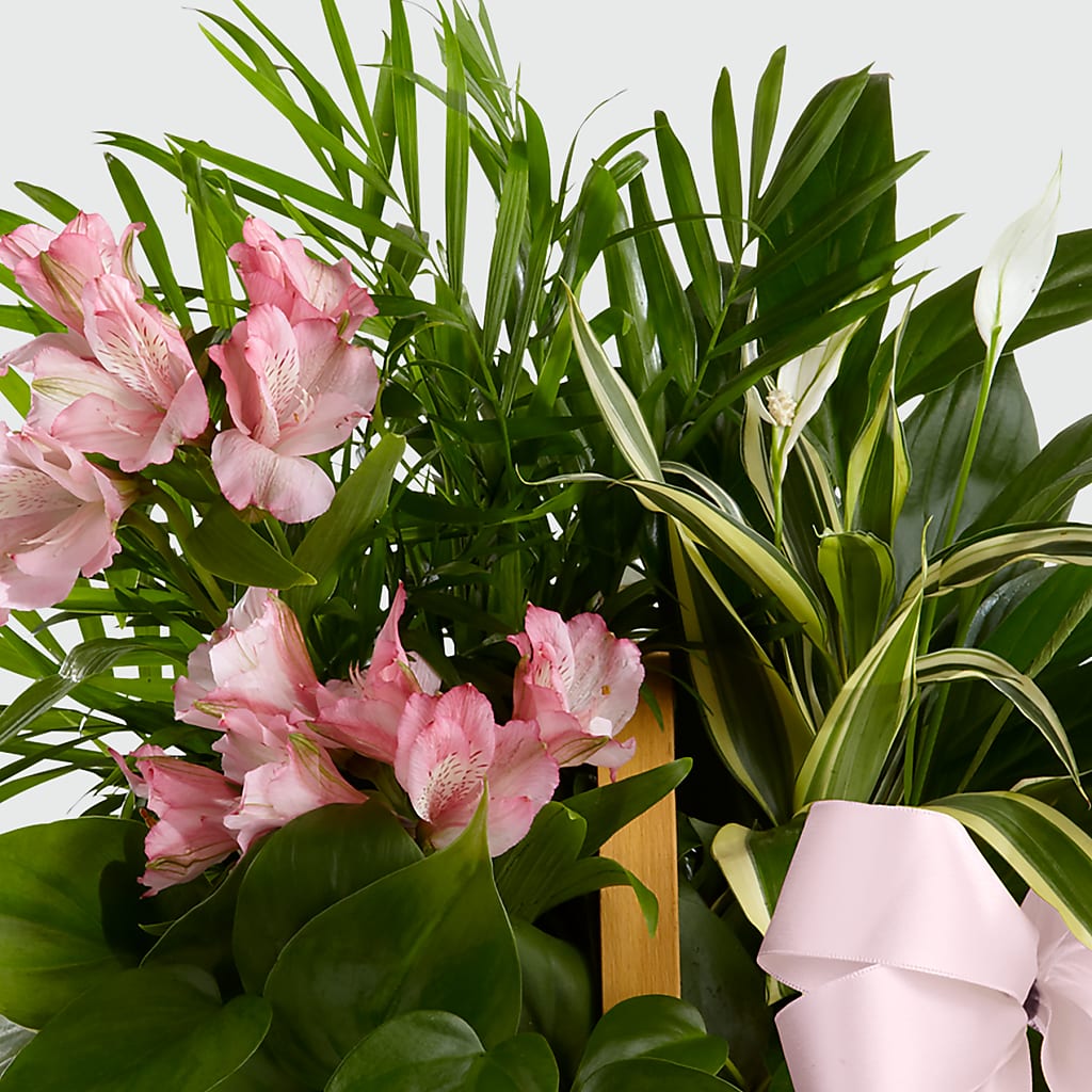 Living Spirit Dishgarden – Rimmon Heights Florist, Manchester NH