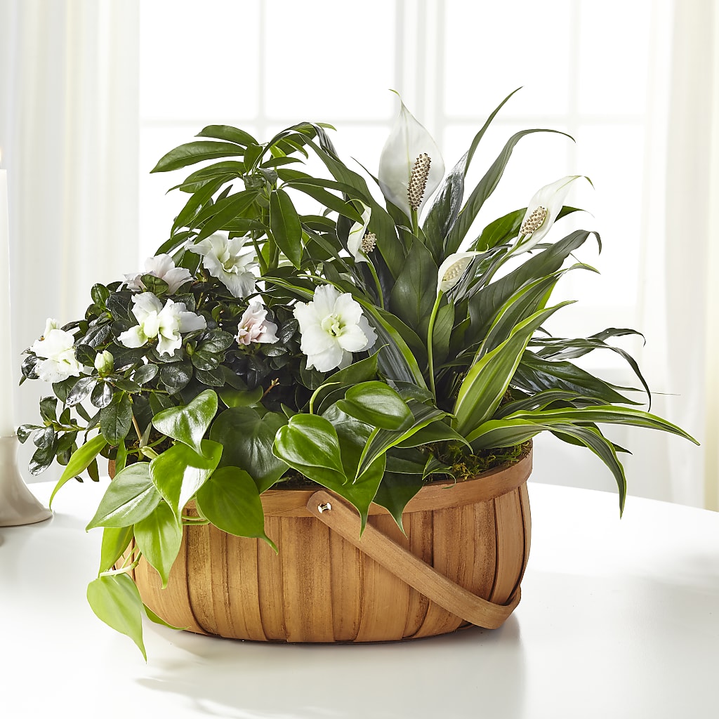 Serene Dishgarden – Rimmon Heights Florist, Manchester NH