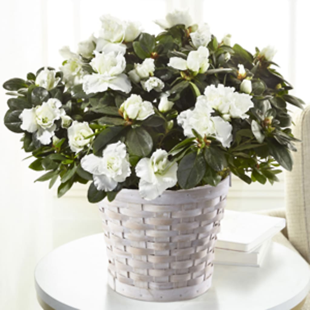 White Azalea Plant – Rimmon Heights Florist, Manchester NH