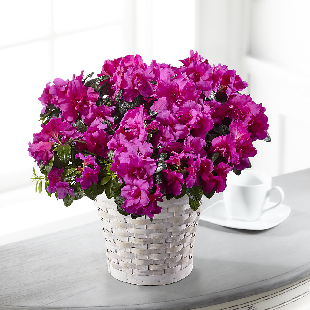 Hope & Serenity Azalea Plant – Rimmon Heights Florist, Manchester NH