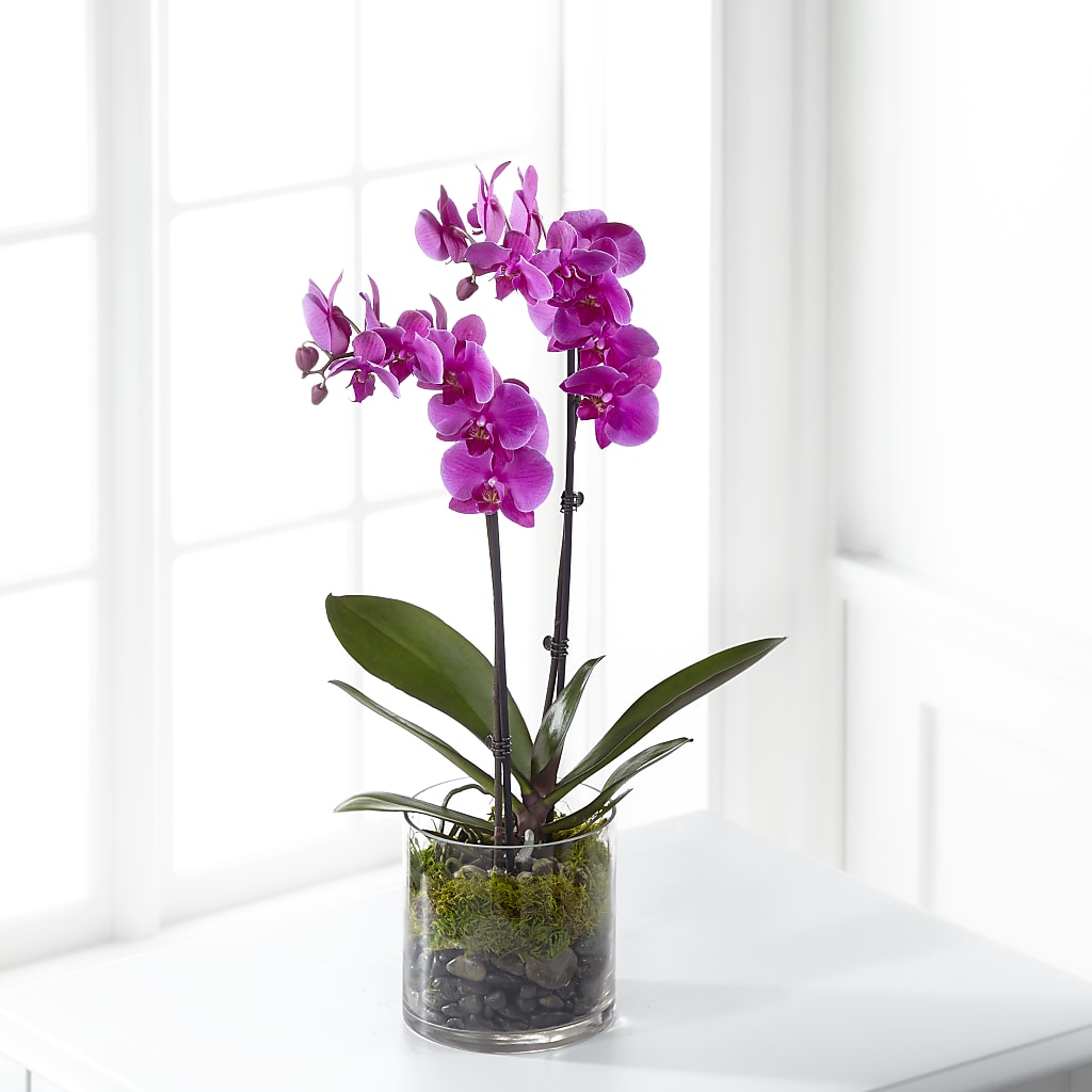 Pink Orchid Plant – Rimmon Heights Florist, Manchester NH
