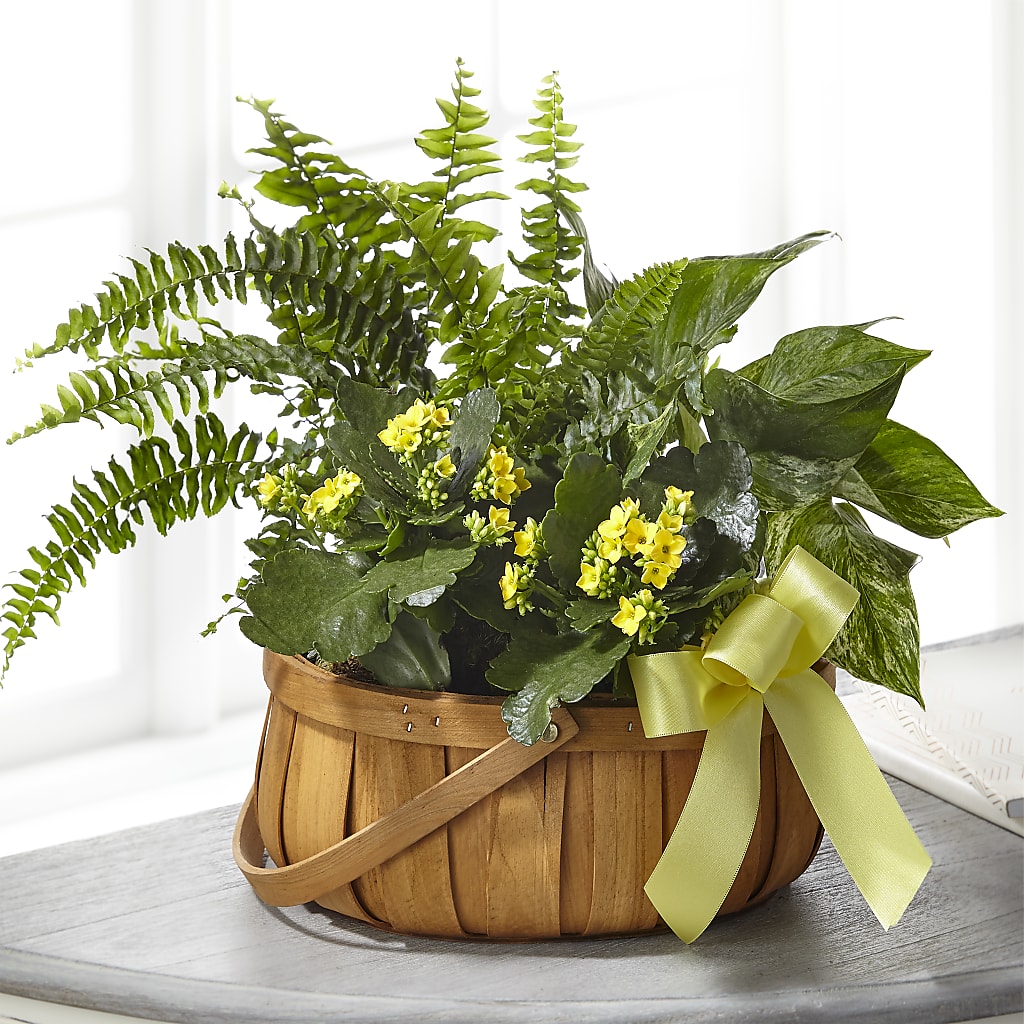 Always Dear Dishgarden – Rimmon Heights Florist, Manchester NH