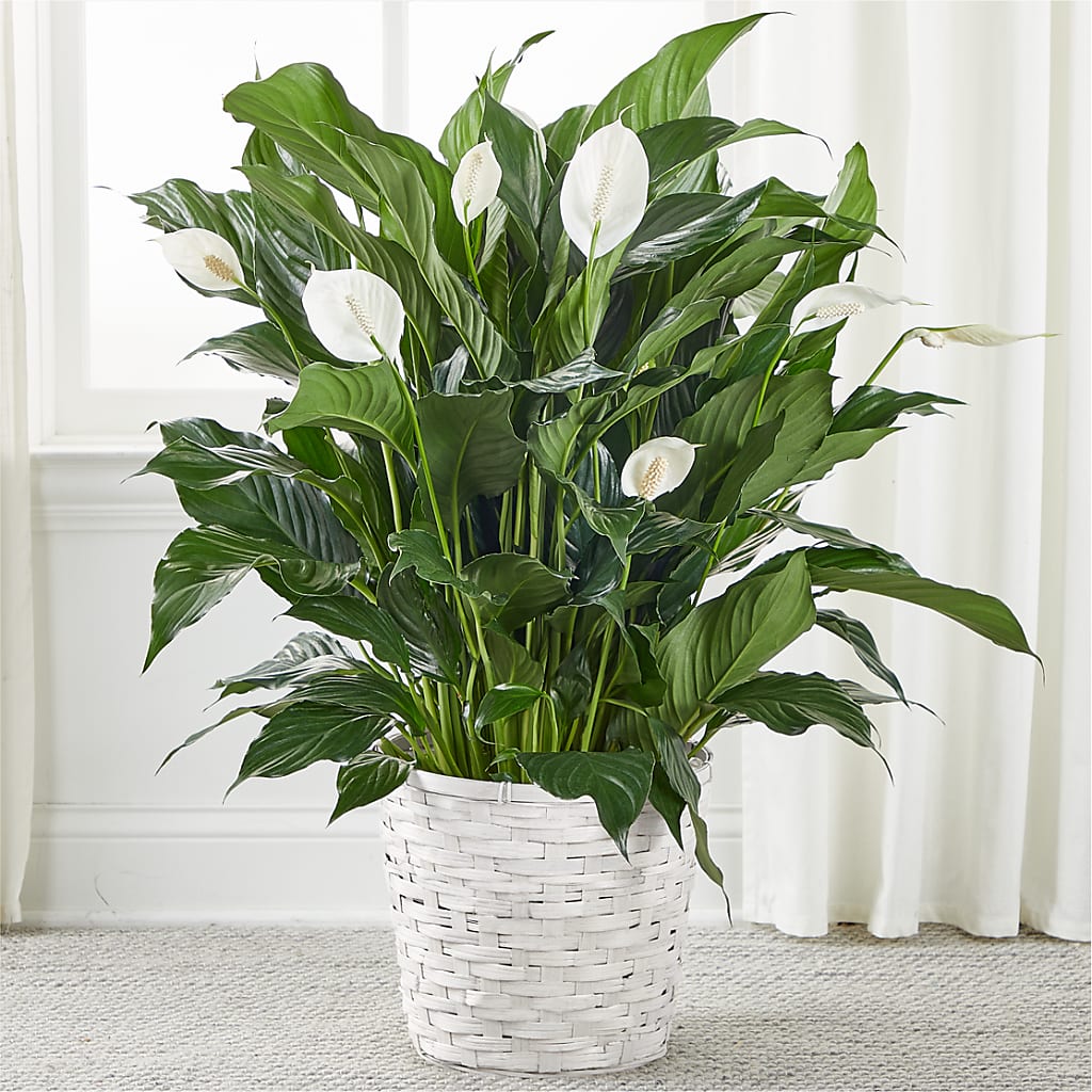 A New Leaf Peace Lily – Rimmon Heights Florist, Manchester NH