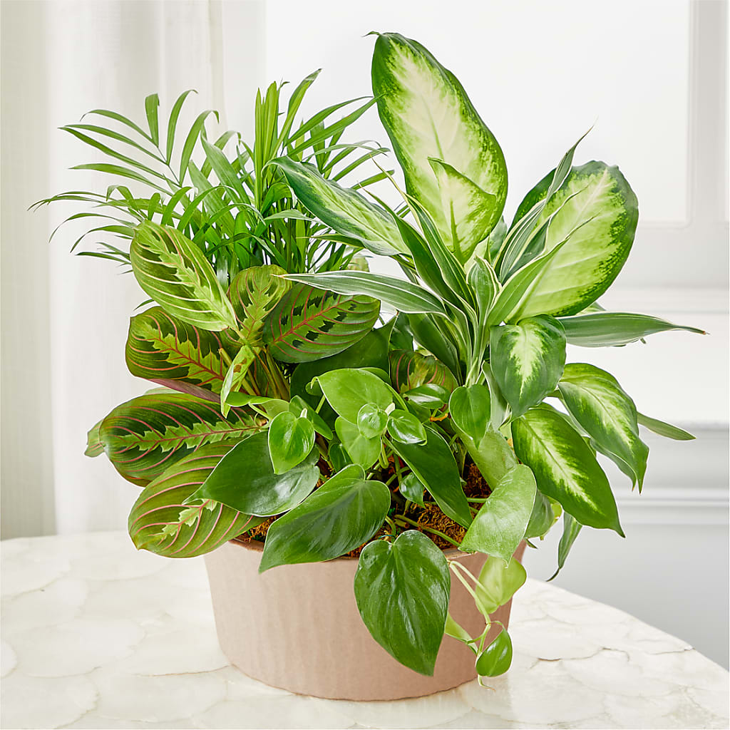 Balance & Harmony Dishgarden – Rimmon Heights Florist, Manchester NH