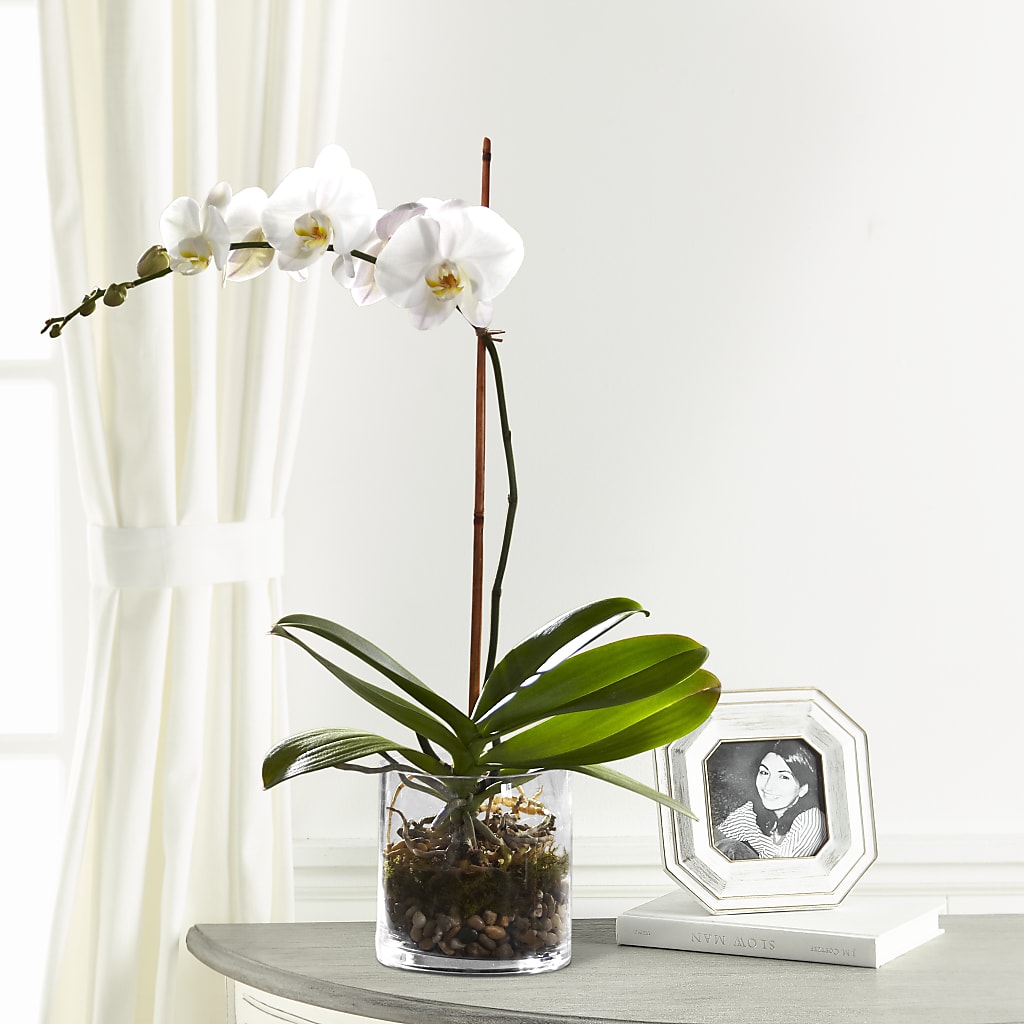 White Orchid Planter – Rimmon Heights Florist, Manchester NH