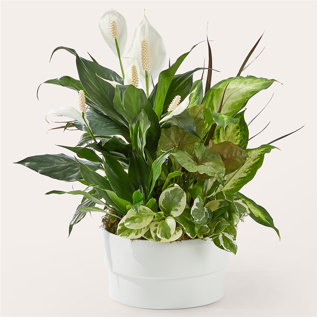 Radiating Positivity Dishgarden – Rimmon Heights Florist, Manchester NH