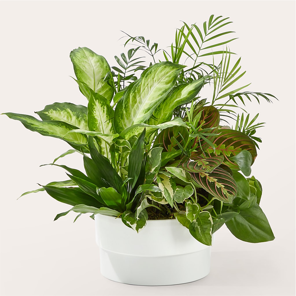 Radiating Positivity Dishgarden – Rimmon Heights Florist, Manchester NH