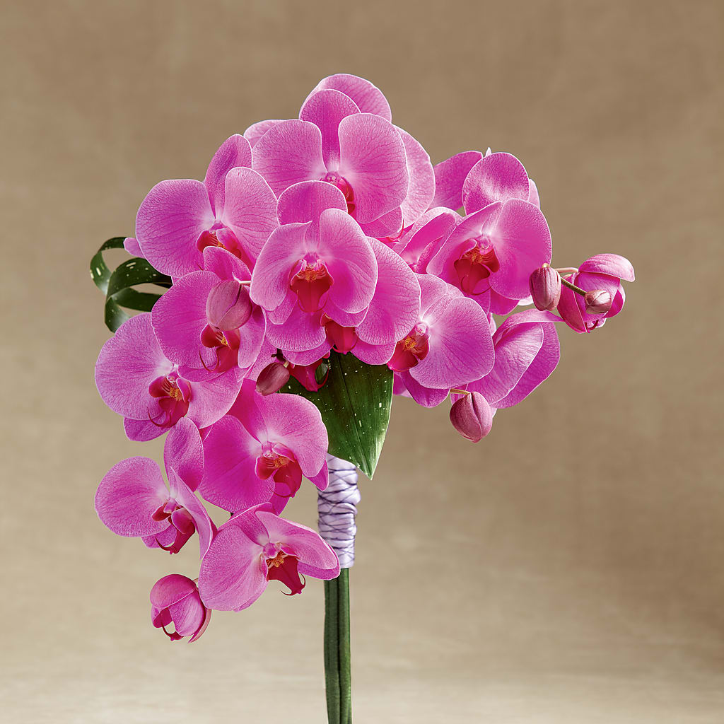 Glorious Bouquet – Rimmon Heights Florist, Manchester NH