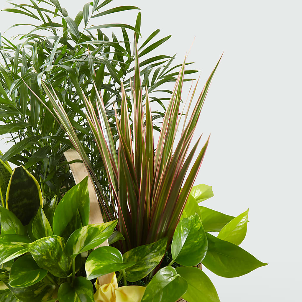 French Garden –  Rimmon Heights Florist, Manchester NH