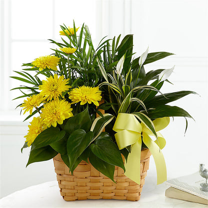 Loving Light Dishgarden –  Rimmon Heights Florist, Manchester NH