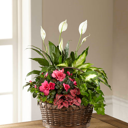 Dream in Pink Dishgarden –  Rimmon Heights Florist, Manchester NH
