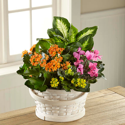 Color Crush Dishgarden –  Rimmon Heights Florist, Manchester NH