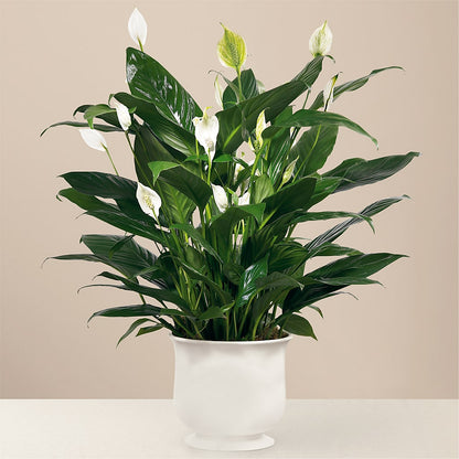 Comfort Planter –  Rimmon Heights Florist, Manchester NH