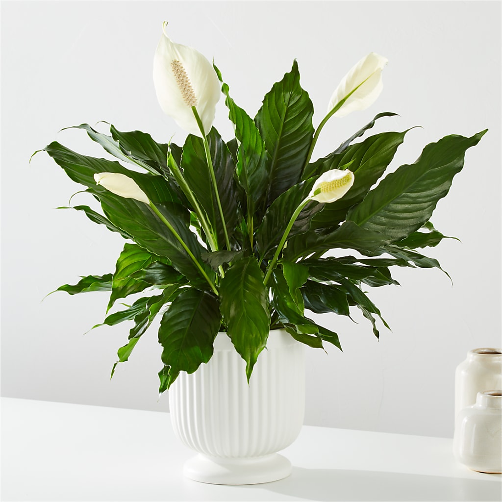 Comfort Planter –  Rimmon Heights Florist, Manchester NH