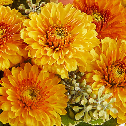 Peachy Pumpkin –  Rimmon Heights Florist, Manchester NH