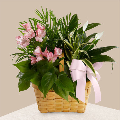Living Spirit Dishgarden –  Rimmon Heights Florist, Manchester NH