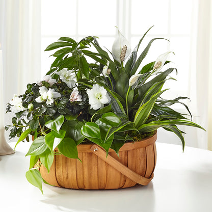 Serene Dishgarden –  Rimmon Heights Florist, Manchester NH