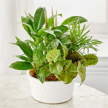 Balance & Harmony Dishgarden –  Rimmon Heights Florist, Manchester NH