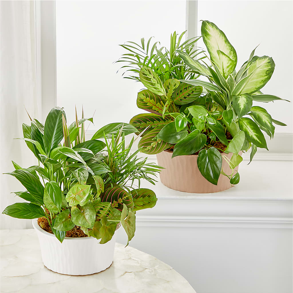 Balance & Harmony Dishgarden –  Rimmon Heights Florist, Manchester NH