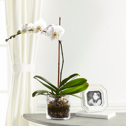 White Orchid Planter –  Rimmon Heights Florist, Manchester NH