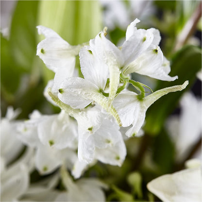 Classic Ivory – A Florist Original –  Rimmon Heights Florist, Manchester NH