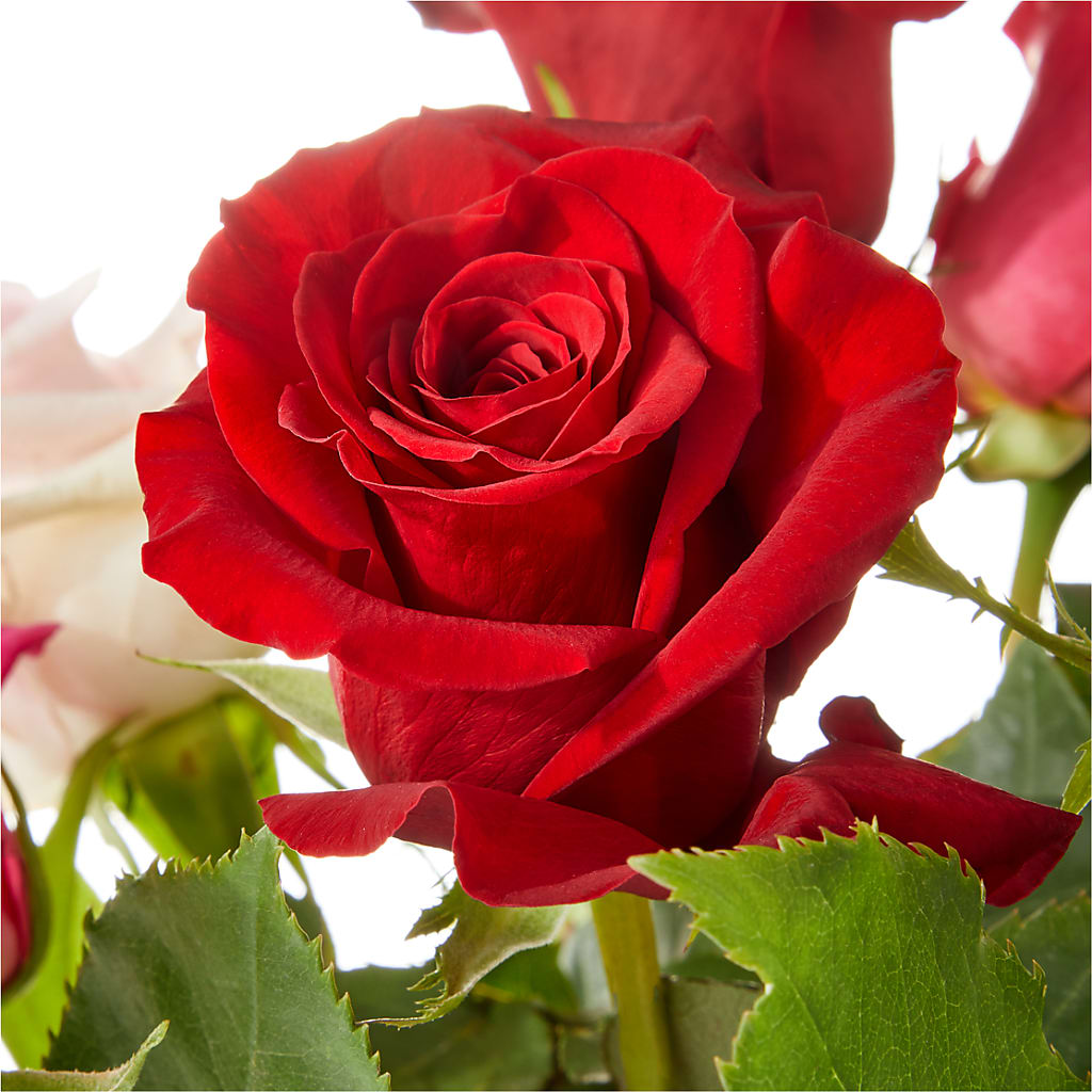 Love Notes Rose Bouquet –  Rimmon Heights Florist, Manchester NH